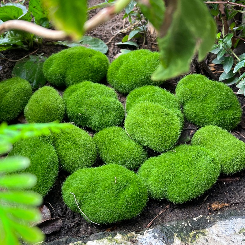 100/5PCS Artificial Moss Rock  - огляд і ціна Preserved Moss Sheet
