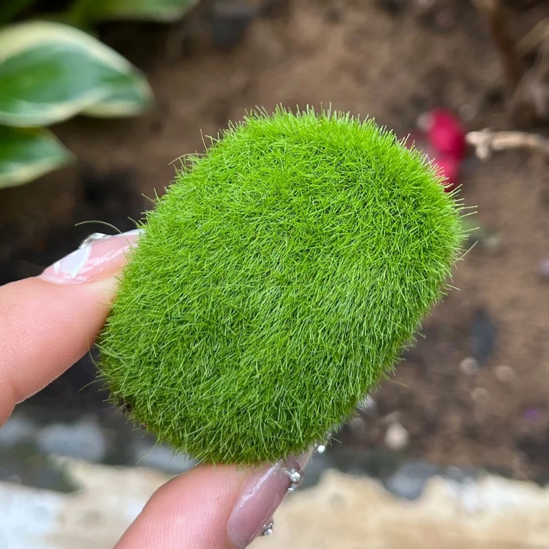 100/5PCS Artificial Moss Rock  - огляд і ціна Preserved Moss Sheet